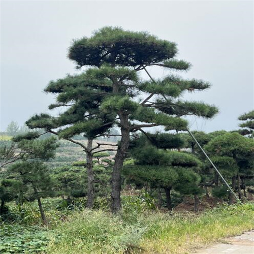 山东造型松