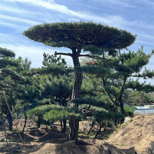山东造型油松
