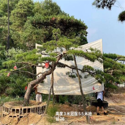 莱芜造型黑松