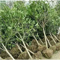 桂花树 