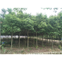 香樟树 