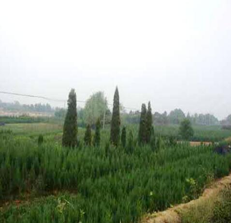 刺柏树苗 塔柏树 