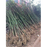 香樟树 