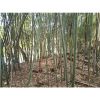 竹子 窝竹 刚竹 