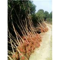 桂花树 