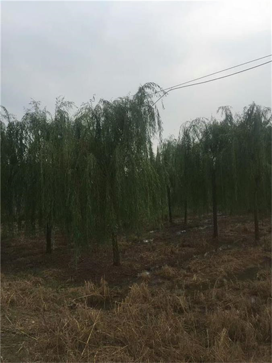 垂柳 