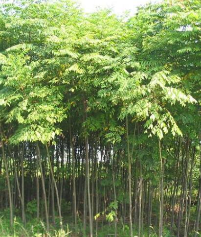 栾树树苗 