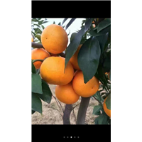 橙子树 