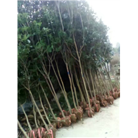 桂花树 