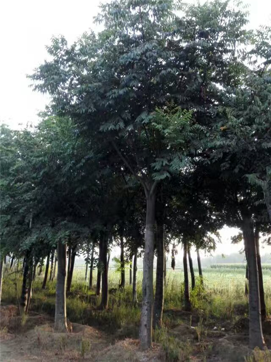 栾树 