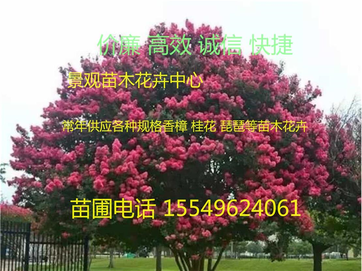 紫薇树苗 