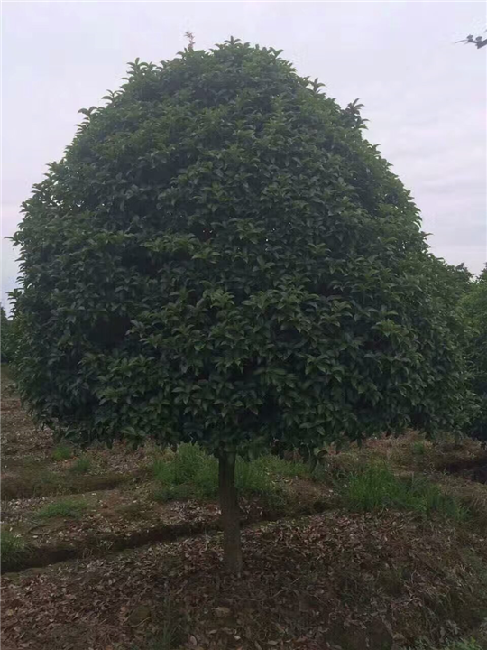 桂花树 