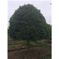 桂花树 