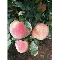 湖北桃树苗 