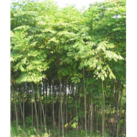 栾树树苗 