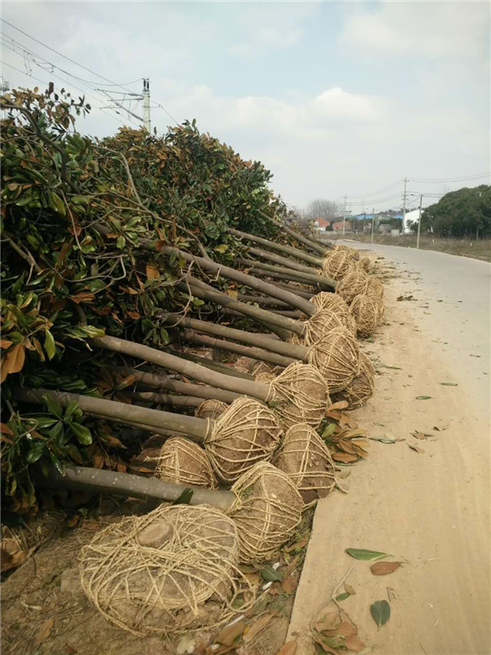 广玉兰 