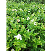 栀子花 