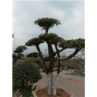 榨刺树 