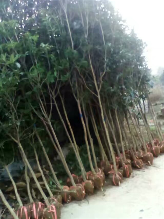 桂花树 