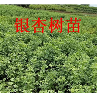 银杏树苗 