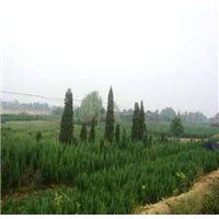 刺柏树苗 塔柏树 