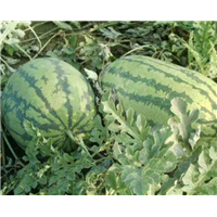 昌吉西瓜价格_新疆西瓜价格 