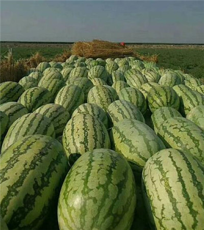 昌吉西瓜代办_新疆西瓜代办 