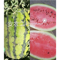 『昌吉西瓜代办』新疆批发西瓜 