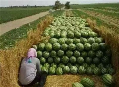 新疆西瓜代办_昌吉西瓜批发 