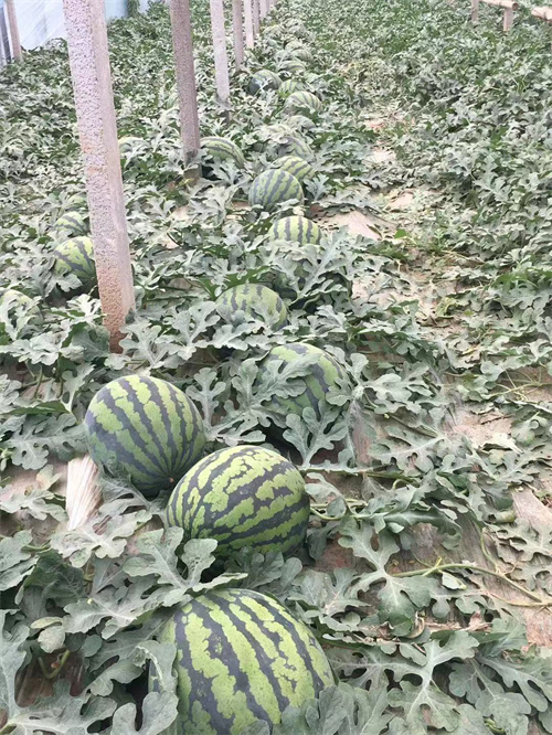山东西瓜代办
