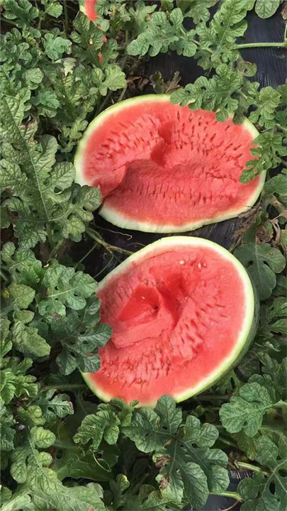 内蒙西瓜代办