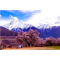 西藏林芝桃花节,林芝旅游租车12天...