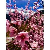 林芝旅游包车拼车