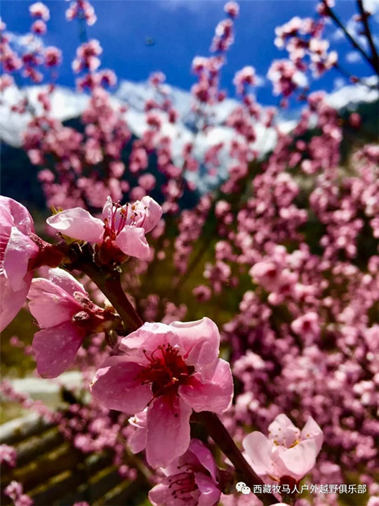 林芝旅游包车拼车