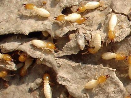 汕头白蚁防治：新房装修是否要防白蚁？ 