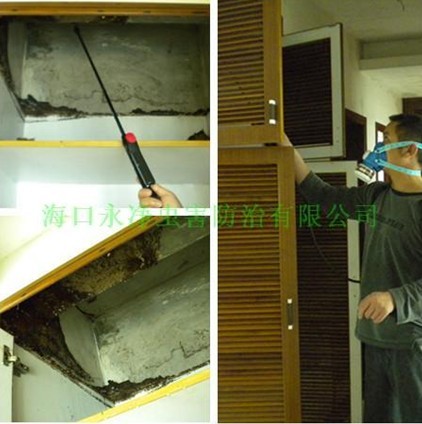 汕头白蚁防治中心：白蚁爆发时 杀虫卫士帮你忙 