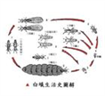 汕头白蚁防治： 正是白蚁纷飞时 