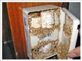 汕头白蚁防治：白蚁穿透水泥墙 