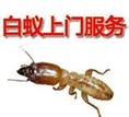 汕头白蚁防治中心：白蚁的袭击 