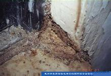 汕头白蚁防治中心：白蚁群体内的品级 