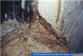 汕头白蚁防治中心：白蚁群体内的品级 