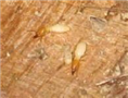 汕头白蚁防治中心：白蚁是世界性的害虫 