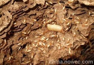 汕头白蚁防治：天气变暖 白蚁开始破坏行道树 