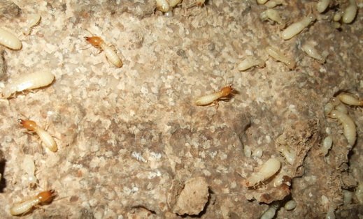 潮阳白蚁防治：潮阳白蚁防治站 