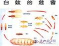 汕头灭白蚁中心：家庭除蚁有妙招 