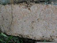 汕头白蚁防治：白蚁来袭 钻进书房把巢筑 