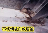 汕头灭白蚁公司：汕头防白蚁 