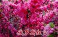 俄罗斯红火-吉林北美海棠@吉林矮化寒富苹果苗