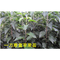 吉林k9果，辽源k9果@ 