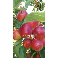 辽源123苹果